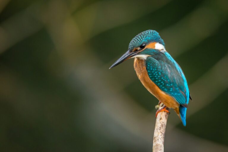 Amazon Kingfisher (Chloroceryle amazona)