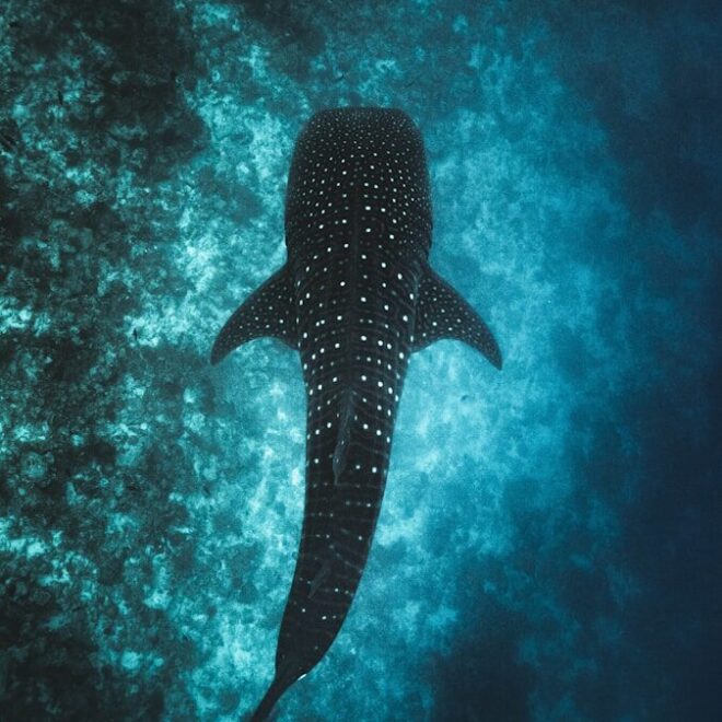 Whale Shark