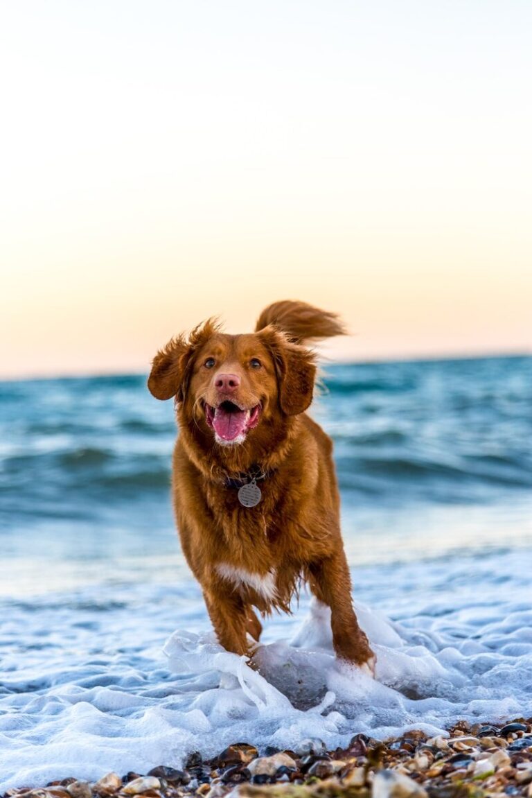 Dog Breed Encyclopedia — 200+ Breeds, Characteristics, Temperament & Care Guide 2026 | encyclopedia.guru