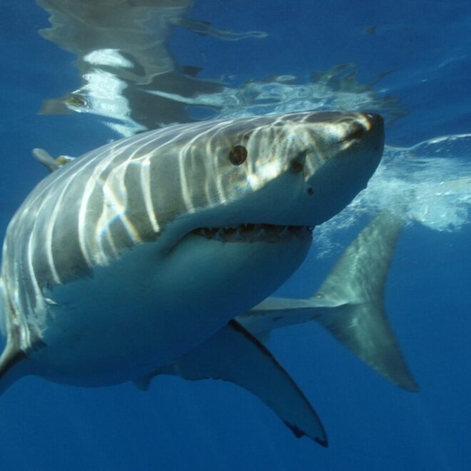 Great White Shark Encyclopedia (Carcharodon carcharias)