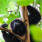 Howler Monkey 24-Hour Vocal Life in Amazon Rainforest