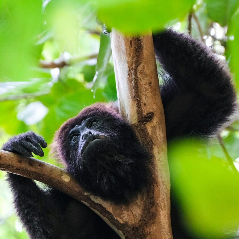 Howler Monkey 24-Hour Vocal Life in Amazon Rainforest