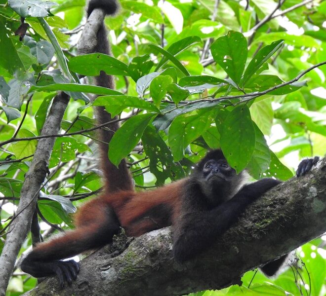 The Howler Monkey: The Roaring King of the Amazon Rainforest