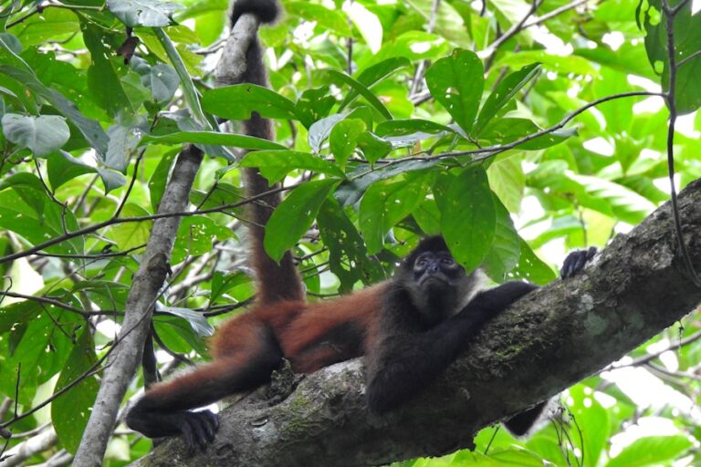 The Howler Monkey: The Roaring King of the Amazon Rainforest