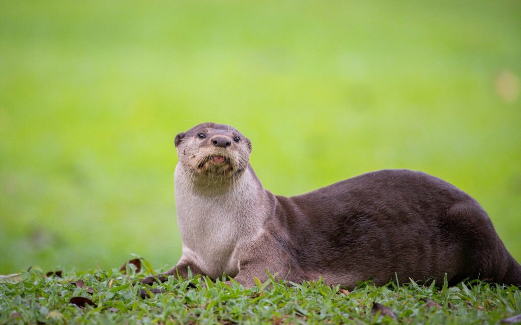 an otter sitting in the grass looking up