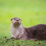 24 Hours with the Giant Otter: Playful Life in Amazon Rivers