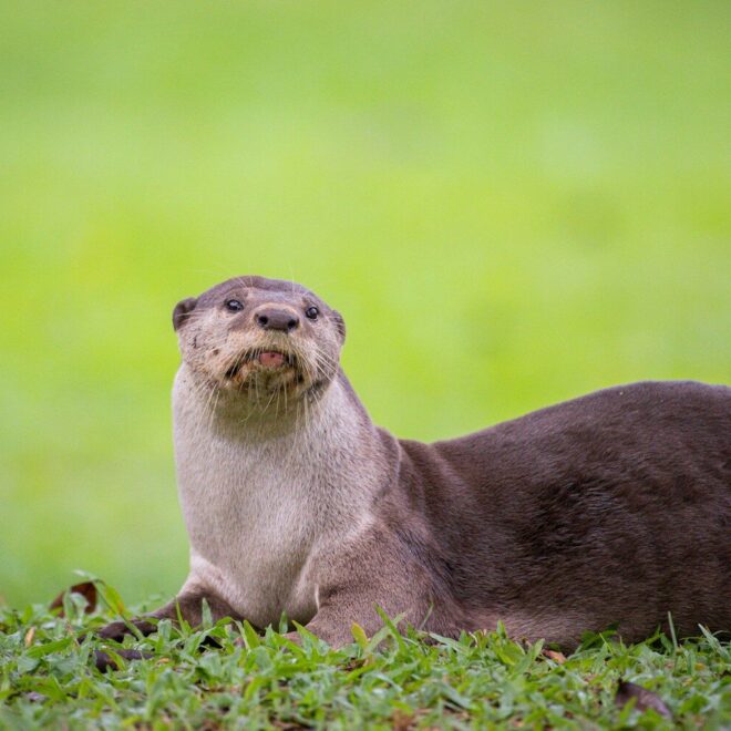 24 Hours with the Giant Otter: Playful Life in Amazon Rivers