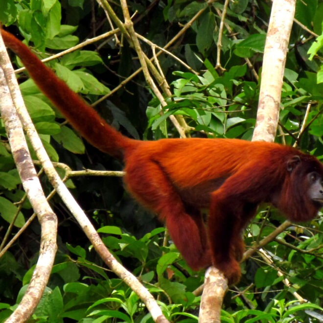 Howler Monkey Amazon Rainforest Species List: A Deep Dive into the Loudest Primate