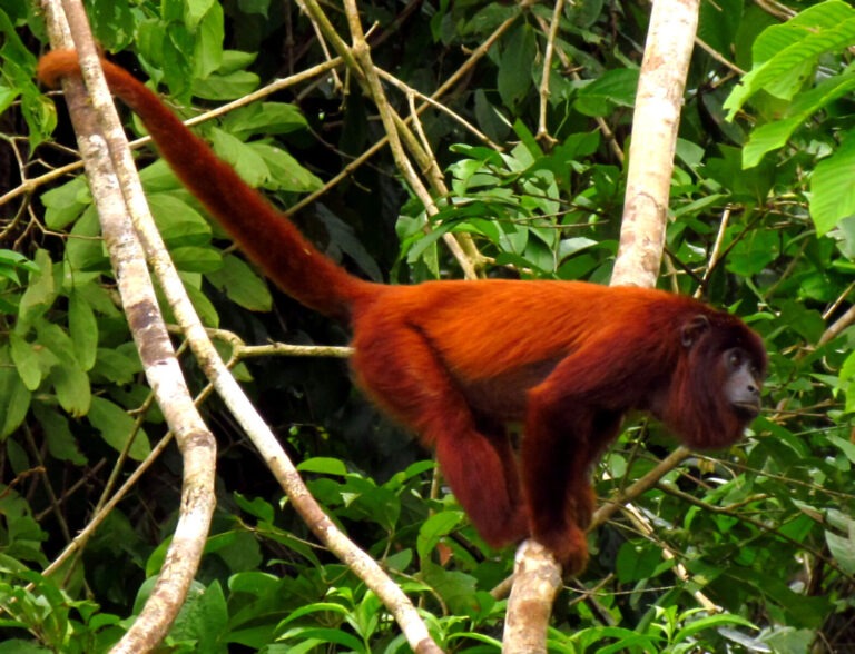 Howler Monkey Amazon Rainforest Species List: A Deep Dive into the Loudest Primate
