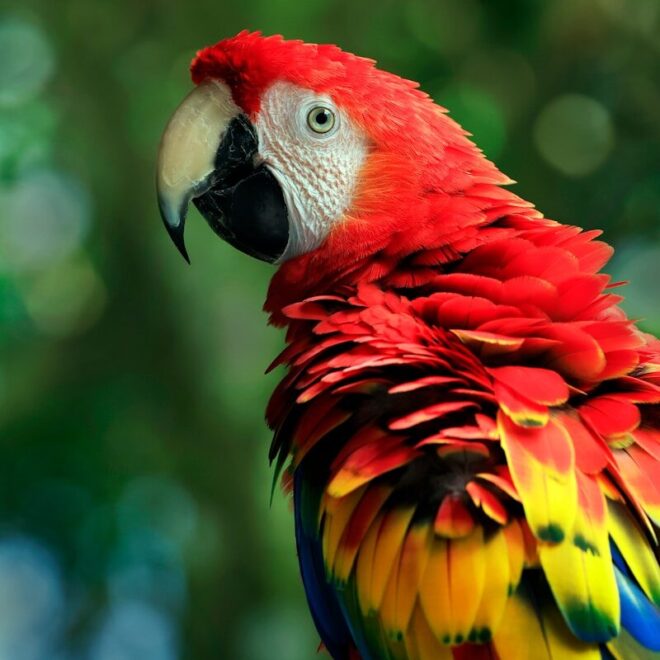 24-hour cycle of Scarlet Macaws and their friends in the Amazon Rainforest