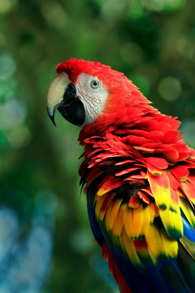 a red and yellow parrot standing on top of a tree