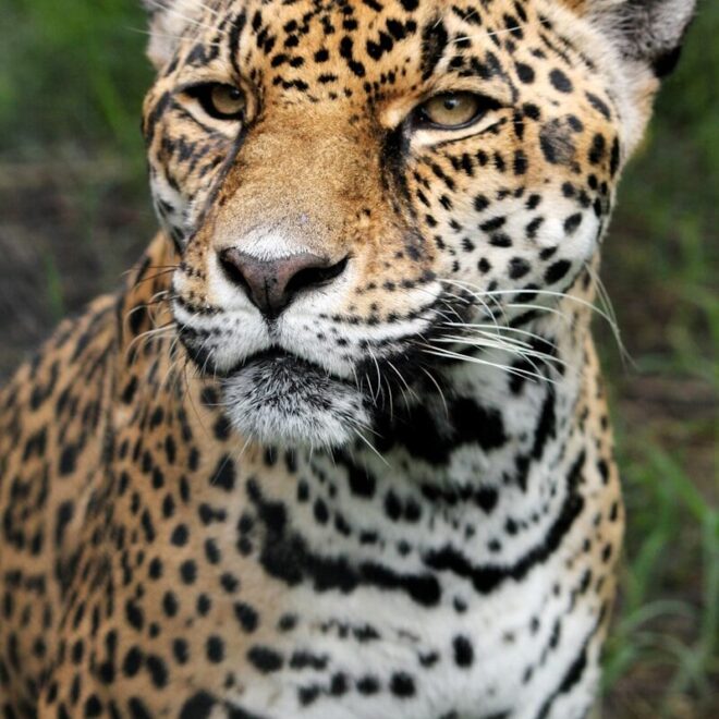 A Day in the Life of a Jaguar: 24-Hour Routine in the Amazon Rainforest