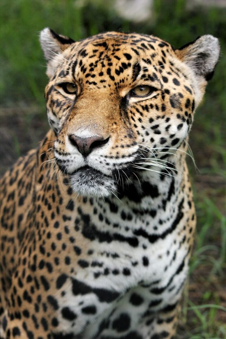 A Day in the Life of a Jaguar: 24-Hour Routine in the Amazon Rainforest