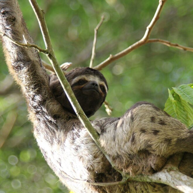 Sloth’s 24-Hour Amazon Day