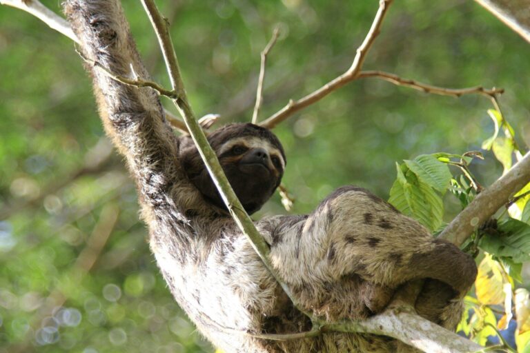 Sloth’s 24-Hour Amazon Day